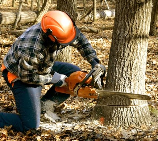 Tree Removal in Colonial Heights, VA